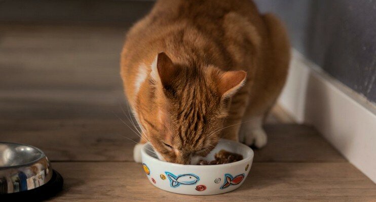 koshka-est-vlazhnyy-korm кошка ест влажный корм